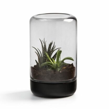 Photophore / Terrarium verre fumé et pin
