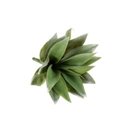 Pic agave 19cm vert Zodio