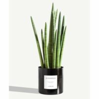 Plante - Le Charmeur Noir By Charlot