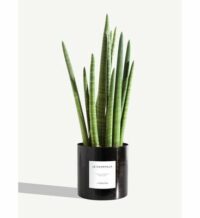 Plante - Le Charmeur Noir By Charlot