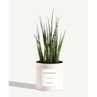 Plante - Le Charmeur Rose By Charlot