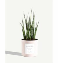 Plante - Le Charmeur Rose By Charlot