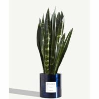 Plante - Le Flambeur Bleu By Charlot