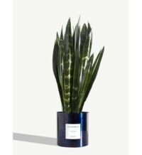 Plante - Le Flambeur Bleu By Charlot