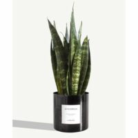 Plante - Le Flambeur Noir By Charlot