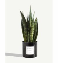 Plante - Le Flambeur Noir By Charlot