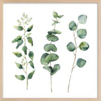Affiche aquarelle eucalyptus avec cadre bois 50x50 cm-Bois-Vert-Hexoa