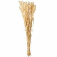 Bouquet queue de lièvre séchées écru H80cm--Beige-J-line