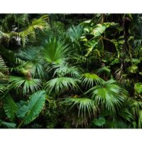 Papier peint paysages sunny jungle 300x210 cm-Papier-Vert-Planete Discount