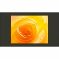 Papier peint rose jaune 300 x 230 cm-Papier-Orange-Artgeist