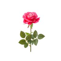 Rose fleur artificielle 11x11x59cm--Rose-Wadiga