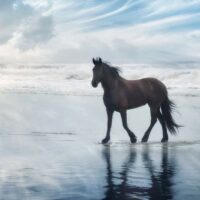 Tableau cheval mouvement du cheval  imprimé sur toile 90x60 cm--Bleu-Hexoa